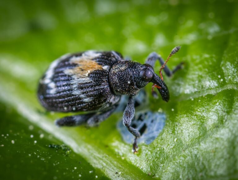 Dealing with Garden Pests