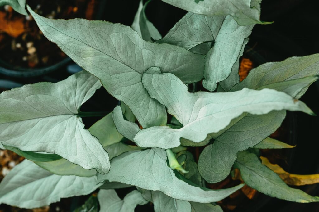 Syngonium plant benefits and uses- Syngonium plant vastu direction