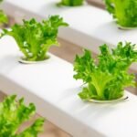 Hydroponics gardening plans