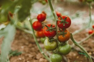  Prune Tomato Plants