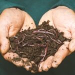 Earthworms in potted plants