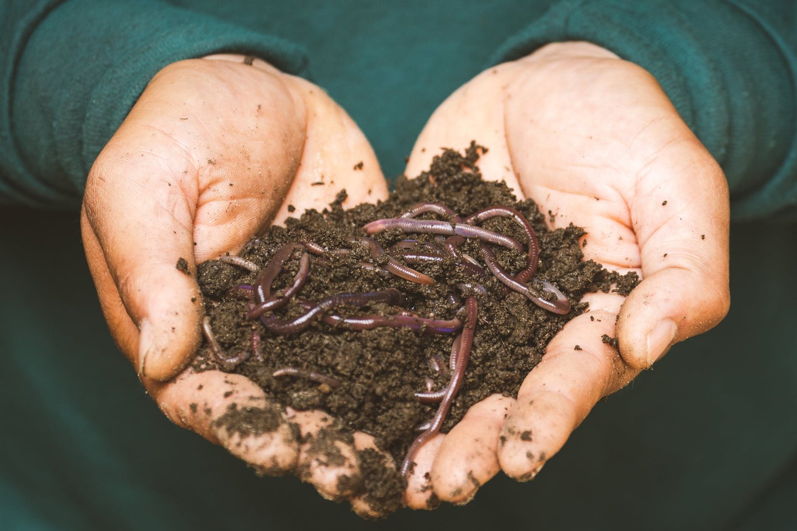 Earthworms in potted plants