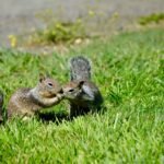 How to keep squirrels out of your garden