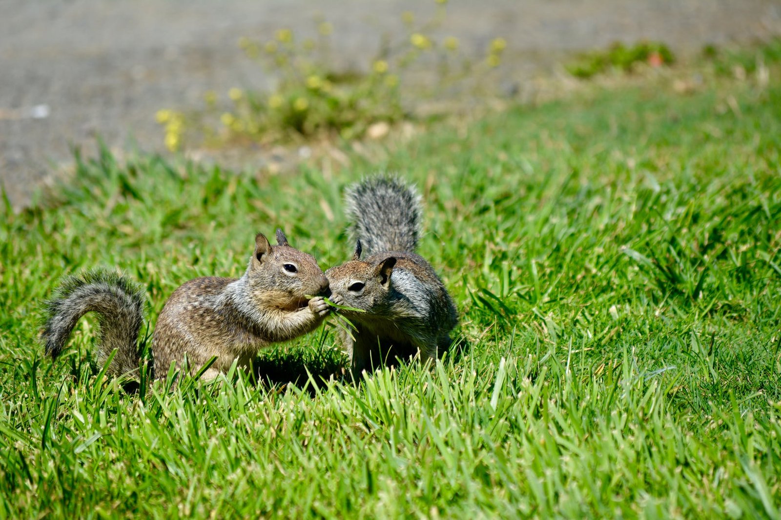 How to keep squirrels out of your garden