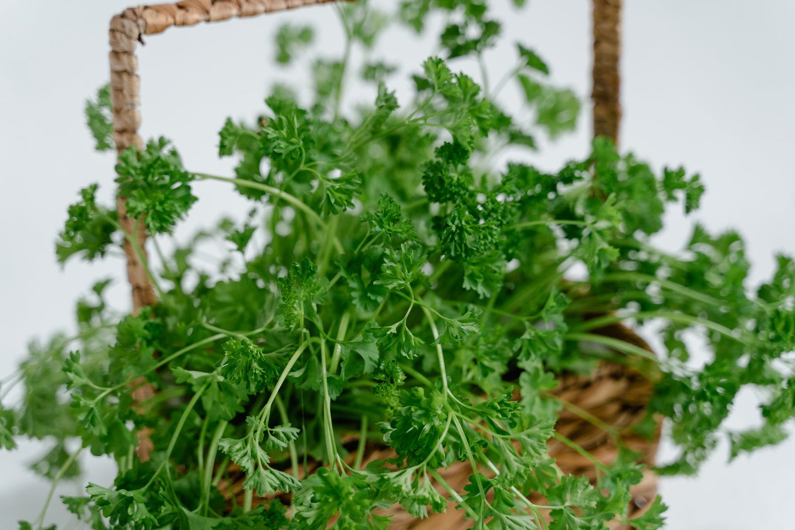 grow coriander