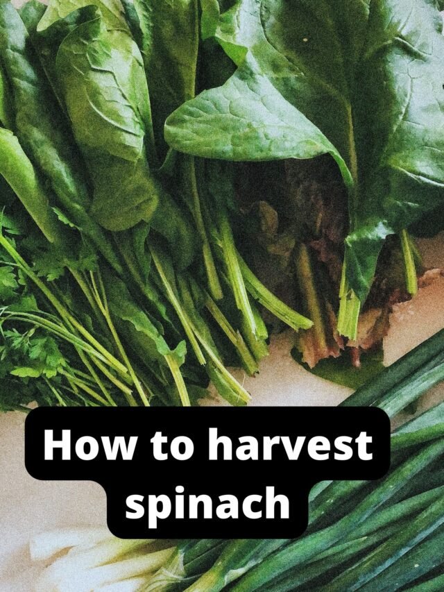 cropped-How-to-harvest-spinach.jpg