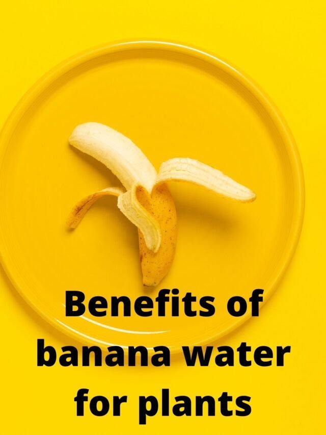 Benefits of banana water for plants