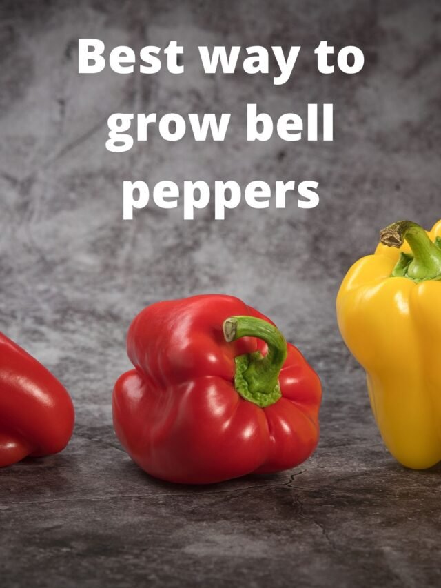 Best Way To Grow Bell Peppers - 2024