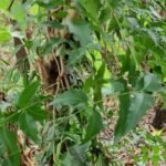 Benefits of Neem Oil For Plants