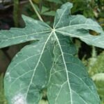 Read more about the article How to get rid of powdery mildew for good!