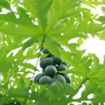 Grow and Harvest Papaya