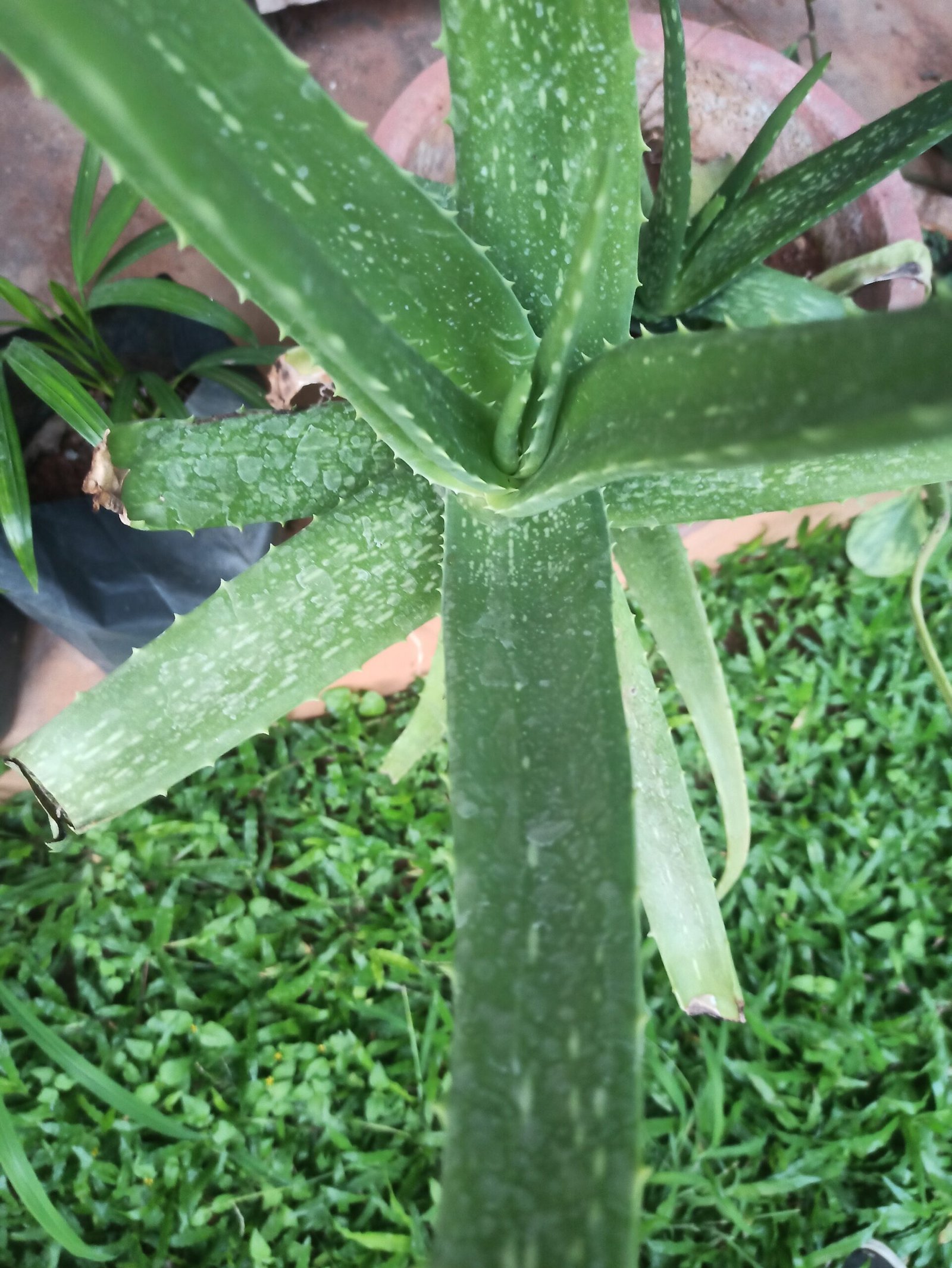 Aloe Vera Plant Growth And Care Instructions Organic Gardening 8391