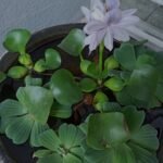 Read more about the article Indoor hydroponic gardens: everything you need to know