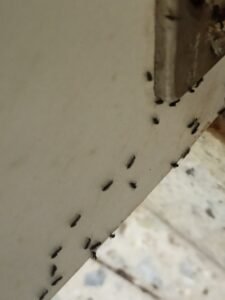 How to get rid of ants permanently
