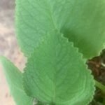 mexican mint