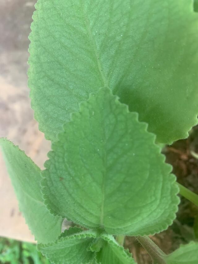 mexican mint