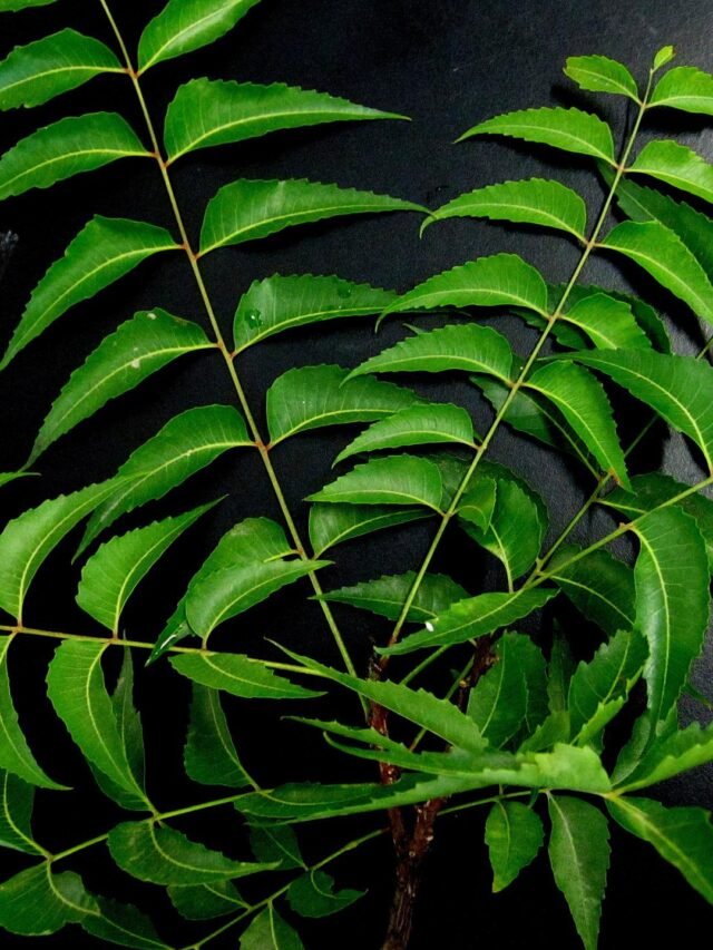 neem-leaves-g07a5348e6_1920