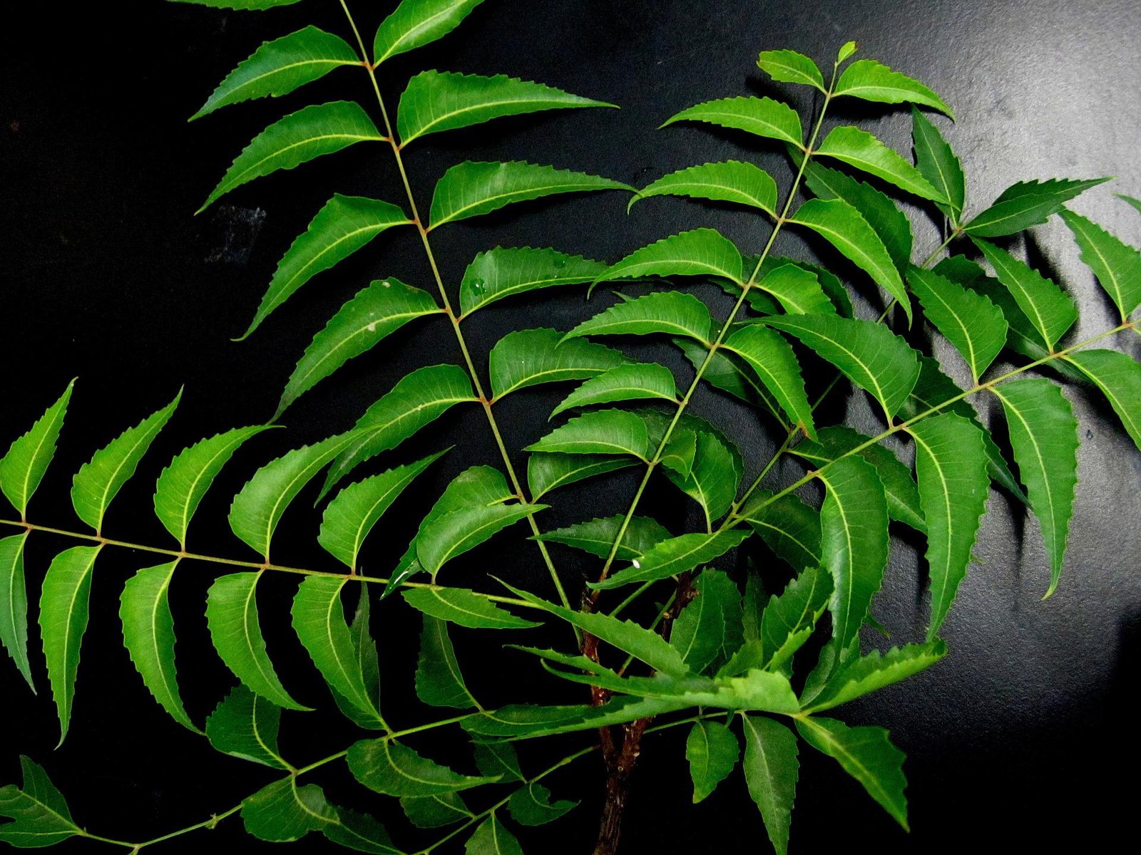 neem-leaves-g07a5348e6_1920