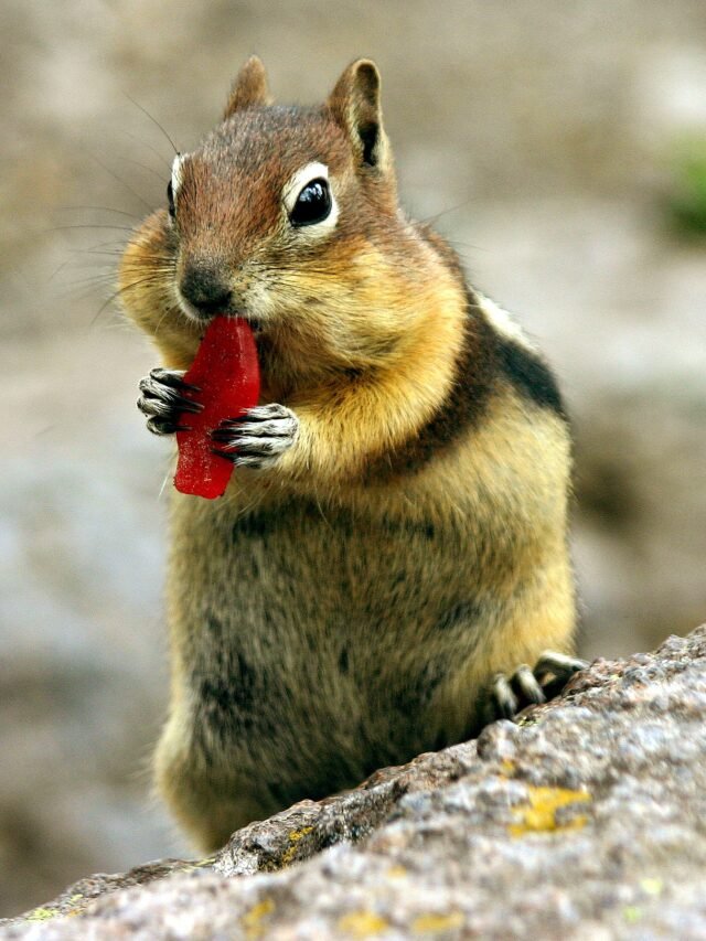chipmunk-4631264_1920