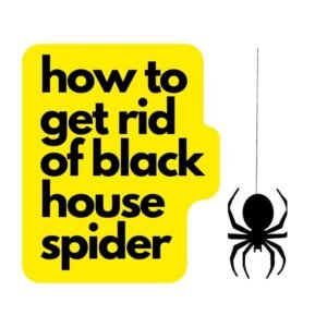 how to get rid of black house spider
