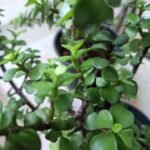 jade plants