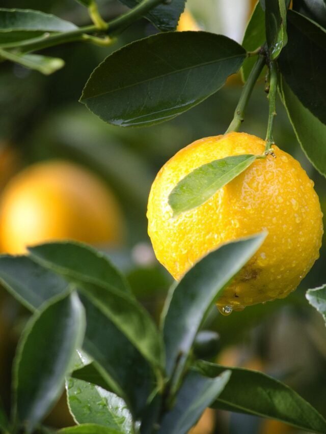 How to Grow Lemon Trees Organic Gardening
