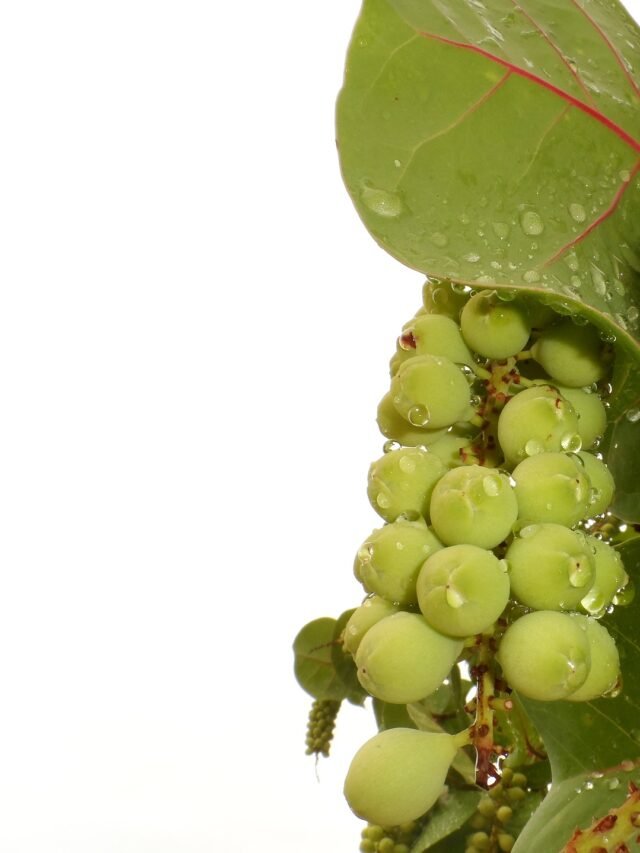 cropped-sea-grapes-g537ddd936_1920-1.jpg