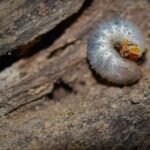 Read more about the article how to get rid of grub worms in the garden