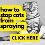 Read more about the article how to get rid of cat pee smell