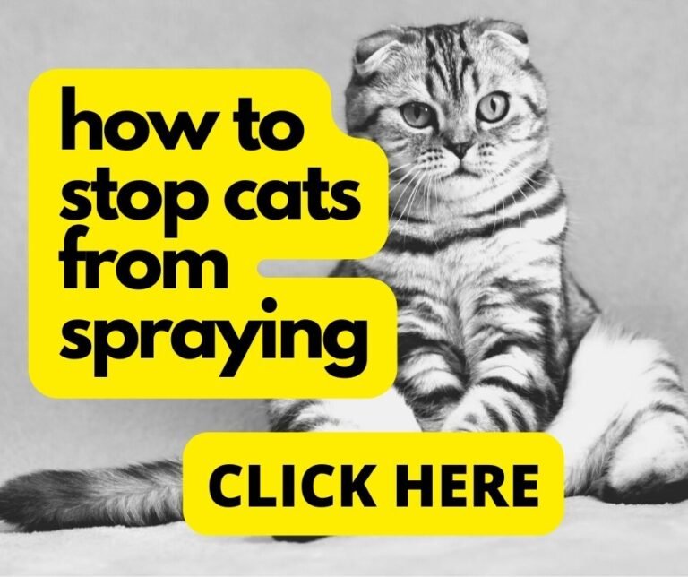 Read more about the article how to get rid of cat pee smell