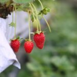 strawberry selective focus photograph