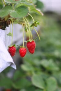 how to grow strawberries?