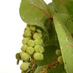 Read more about the article Health Benefits of the Sea Grape Plant: What You Need to Know