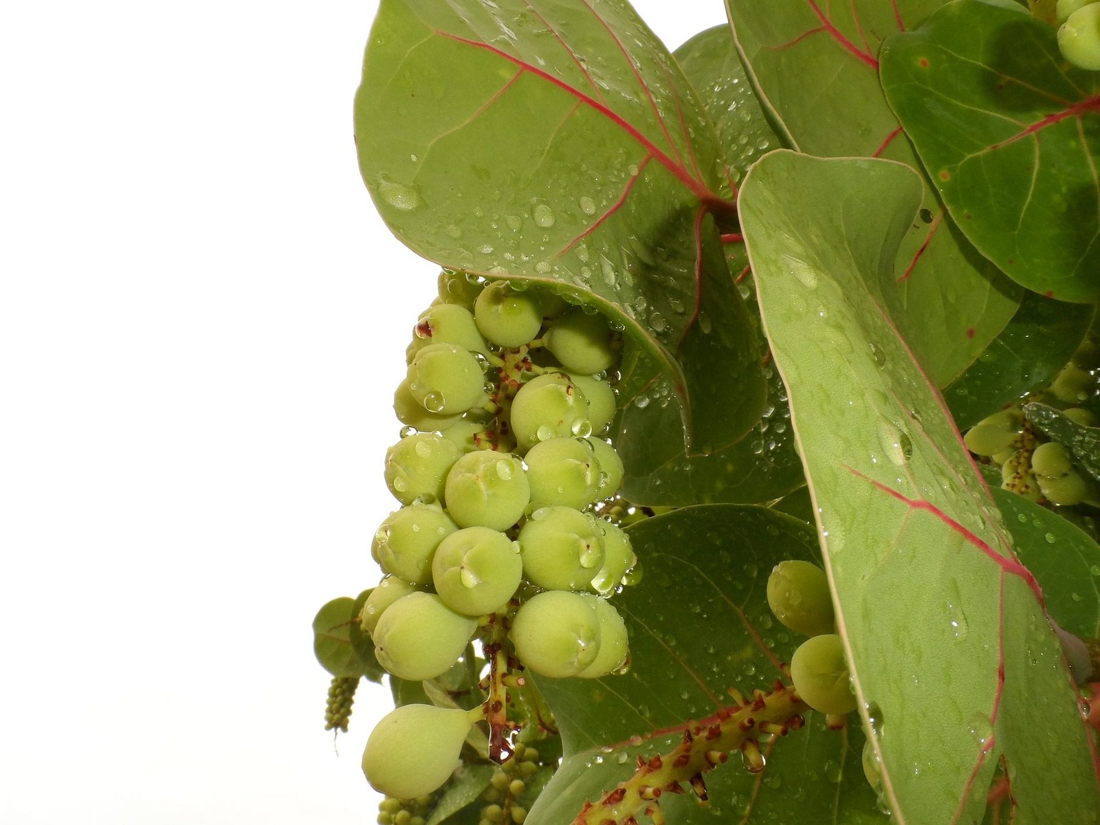 Benefits Of Sea Grapes What Are Sea Grapes?
