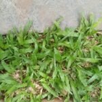 What is crevice gardening?