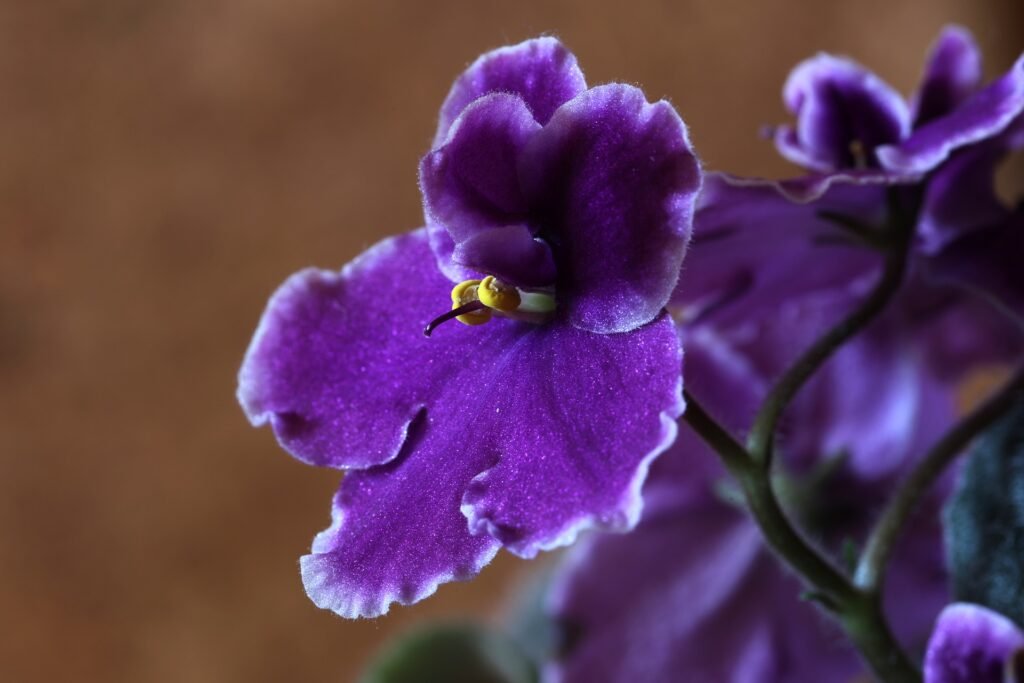how to grow African violets