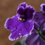 Read more about the article How To grow African Violets So They Thrive In Your Home