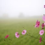 Best Autumn Flowering Plants