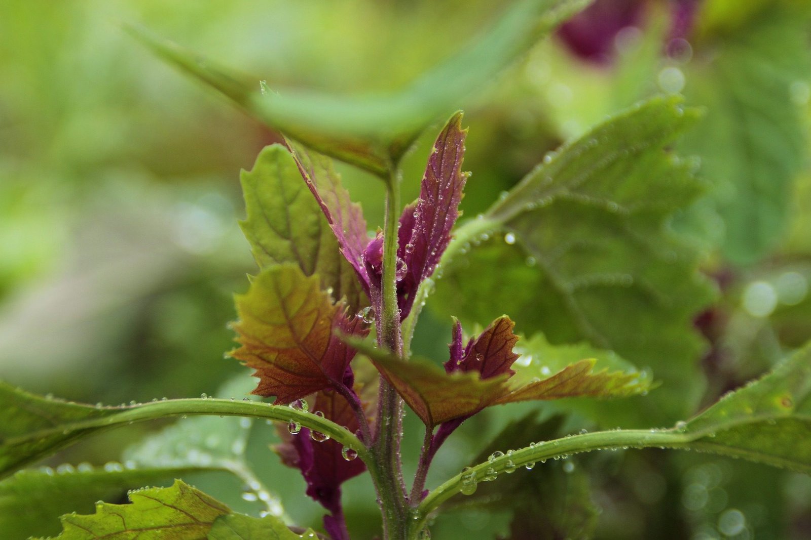 White Goosefoot Facts And Benefits And 4 Recipe White Goosefoot Facts 