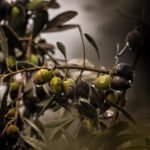 Read more about the article Learn How to Grow Olive Trees in the Home, care for and plant