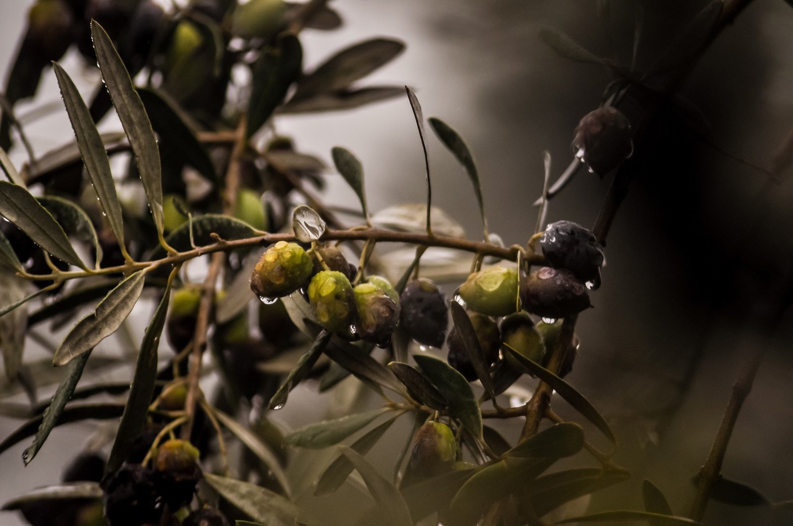 Read more about the article Learn How to Grow Olive Trees in the Home, care for and plant