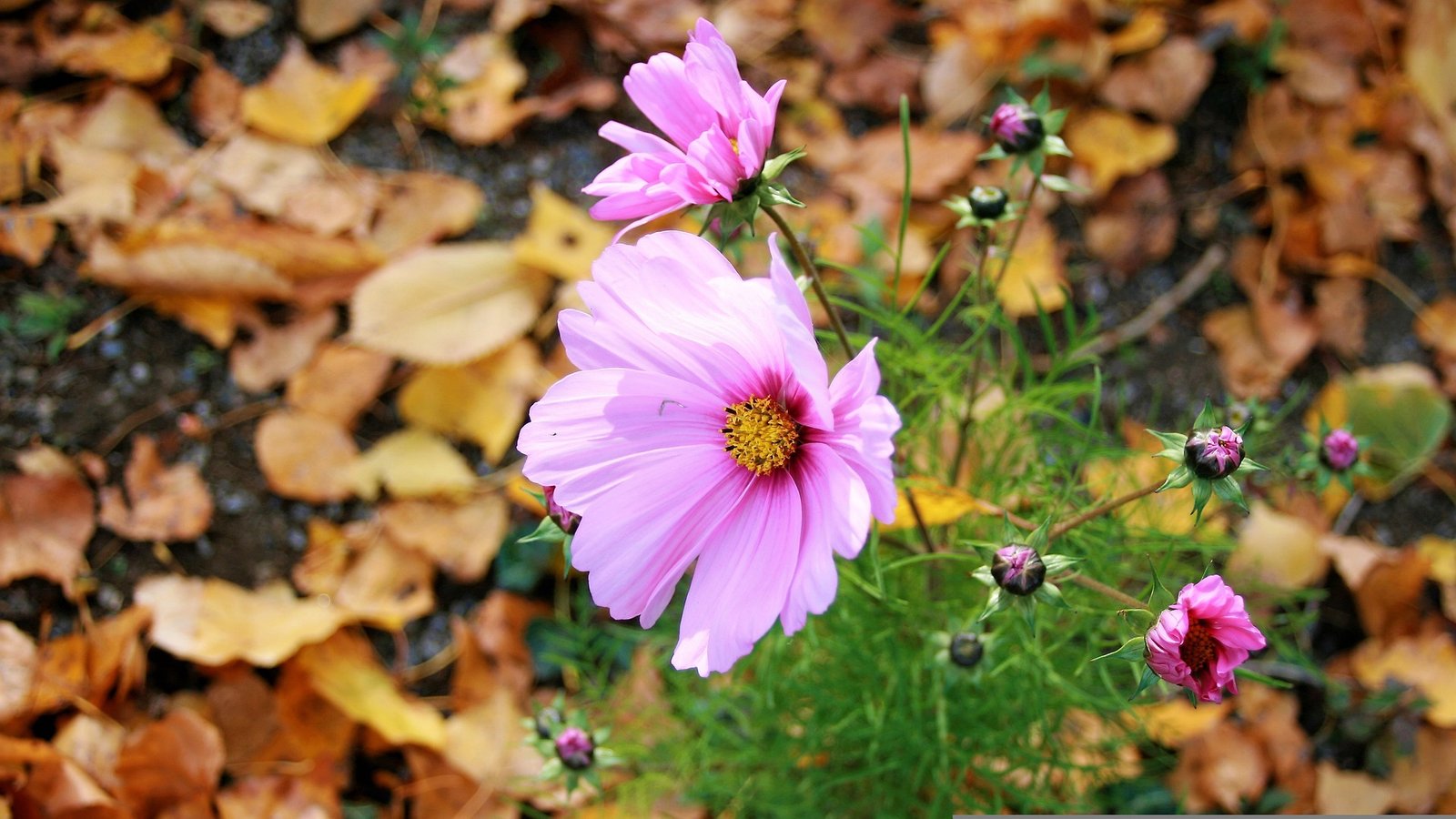 10 Gardening Tips for October