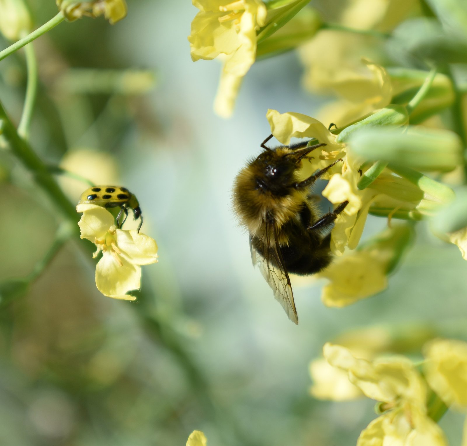 How do I get rid of bumble flower beetles?