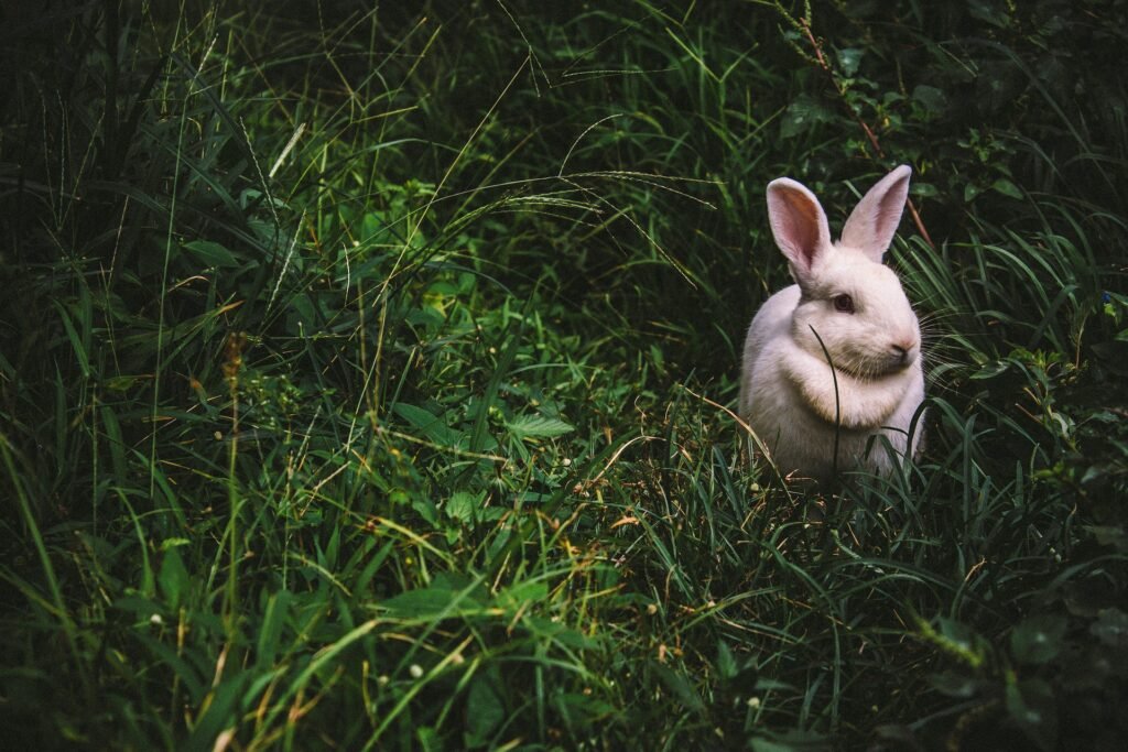 Advice on How to Keep Rabbits Out of Your Garden
