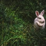 Advice on How to Keep Rabbits Out of Your Garden
