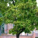 Catalpa Care