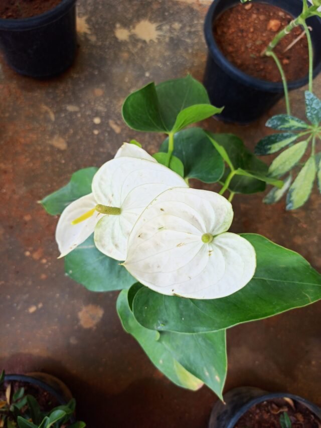 Sensory Garden Activities
