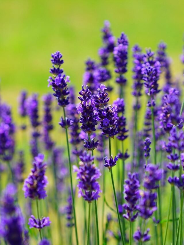 How To Prune Lavender: A Step-by-step Guide