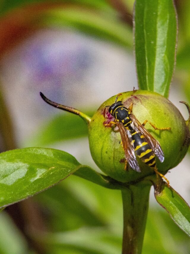 How to naturally get rid of yellow jackets