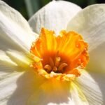 Epipremnum aureum care